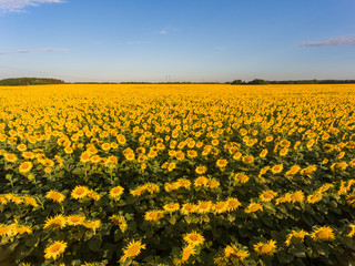 Fototapeta premium open field of blooming yellow sunflowers