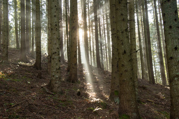 The sun's rays break through the fog