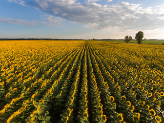 Fototapeta na wymiar open field of blooming yellow sunflowers