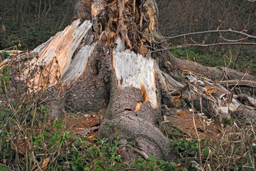 View of the forest in winter, with some large fallen trees.