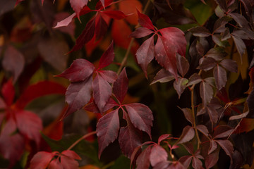 red wild grape leaves