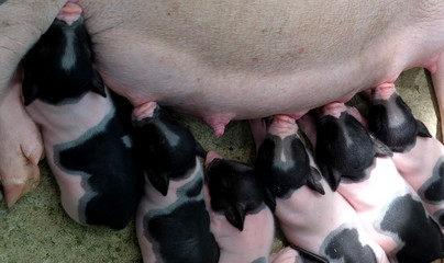 Piglets are sleeping, sucking milk from the mother's breast. Close up