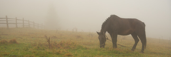 Black horse in fog, grazing on green field