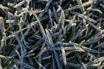 Grass covered in tiny ice crystals