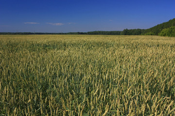 Field of green wheat ears