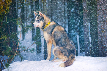 Winter evening in the forest and dog husky.