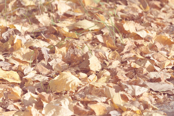 Yellow leaves fallen from birch tree on an autumn day.