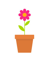 Pink spring daisy flower in a pot.