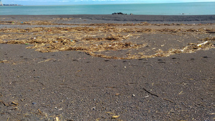台風後の漂着物