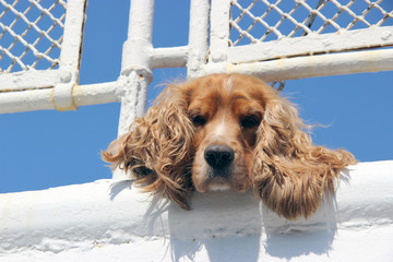 The dog - faithful friend