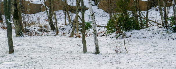 arbres dans la neige qui recouvre le terrain de la cour arrière