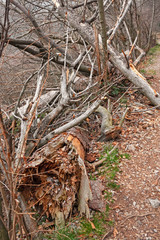 View of the forest in winter, with some large fallen trees.