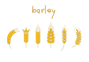 Set of barley vector, Symbol of barley illustration. 