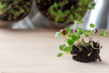 Spring, ladybug on young sprouts.