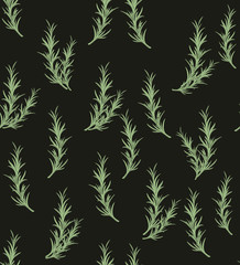 Rosemary herbal illustration