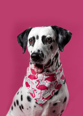 Dalmatian dog in a colorful bandana on pink background. Cute muzzle. Dog looks left. Copy space