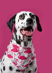 Dalmatian dog in a colorful bandana on pink background. Cute muzzle. Dog looks at right. Copy space