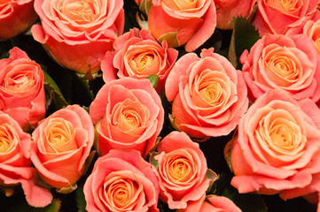 Bouquet of a large number of beautiful roses