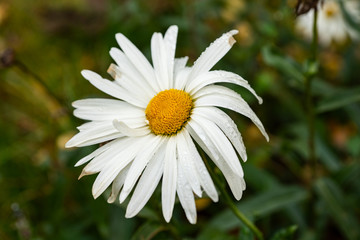 Obraz premium Large Daisy with dew drops.
