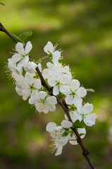 Blooming cherry branch, many flowers, against the background of green grass