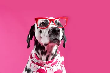 Foto op Plexiglas anti-reflex Portrait of a dalmatian dog in glasses on a pink background. Dog dressed in bandana with flamingo pattern © Iulia
