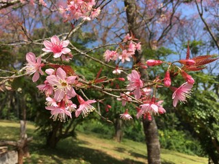 flower garden