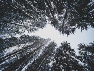 Low angle shot of winter forest with tall trees