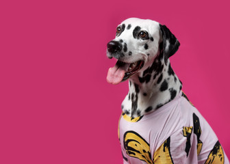 Portrait of a Dalmatian dog in colorful shirt, sitting in front of pink background. Place for text
