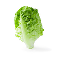 fresh baby Cos Lettuce Isolated over the White Background.