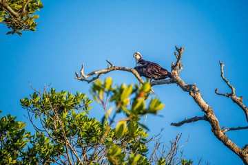 A Western Osprey in Everglades National Park, Florida