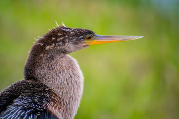A Female Anhinga in Everglades National Park, Florida