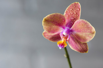 Fototapeta na wymiar Phalaenopsis hybrid. Beautiful varietal rare orchid.