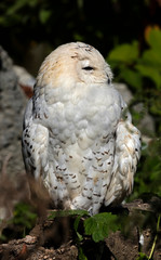 Snowy owl. Latin name - Bubo scandiacus