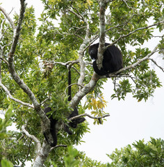Howler monkey in a tree on the Yucatan peninsula of Mexico.
