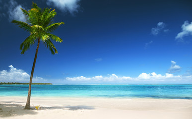 palm and beach