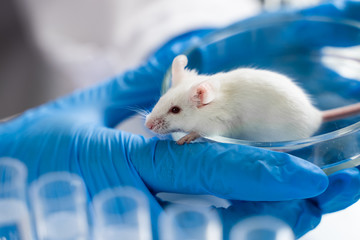 Close-up of laboratory black mouse on the glass tubes for animal test