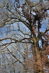 Fototapeta premium Arbres en hiver.