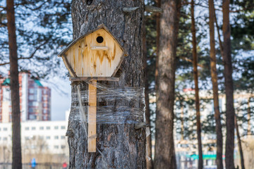 Pine feeding trough for feeding of birds and squirrels wound by an adhesive tape on a pine tree in the spring morning.