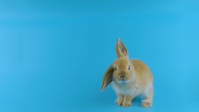 Brown bunny with one ear up, stands up on two legs, sniffing, looking at camera, blue background ready for chroma key
