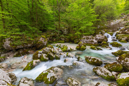 Forest stream in mountains at spring