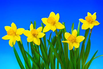 Yellow flowers daffodils on background of blue sky