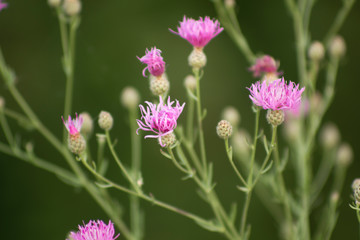 Beautiful soft focused detail of purple flowers in a field.