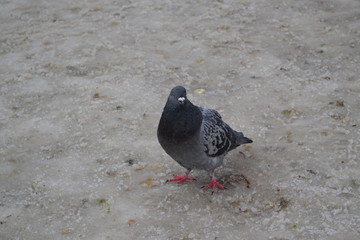 BIRD
