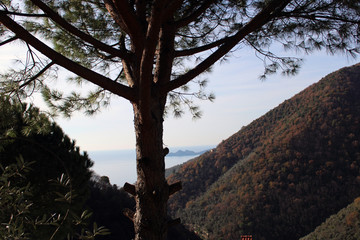 Fusto di albero pino con valle boschiva a forcella