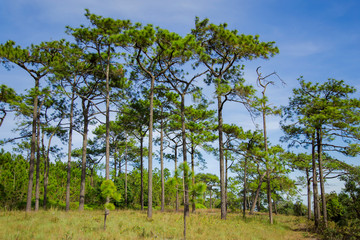  Golden grassland landscape with pine trees and blue sky.