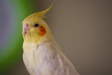 parrot Corella lutino