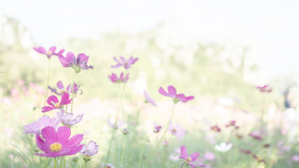 Cosmos flower garden Pink and white In the sky and mountains, Customize the image with pale white.