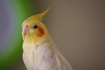parrot Corella lutino