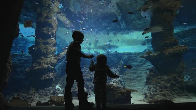 children in aquarium, little kids boys see underwater world of fish and stingrays swimming in large oceanarium with marine nature in clear blue water