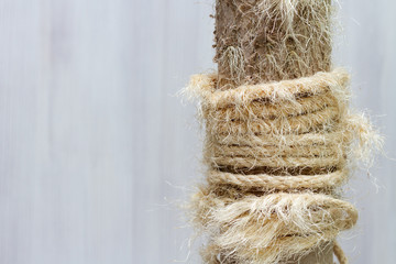 Used scratching post with torn ropes, old cat tree. Copy space for text